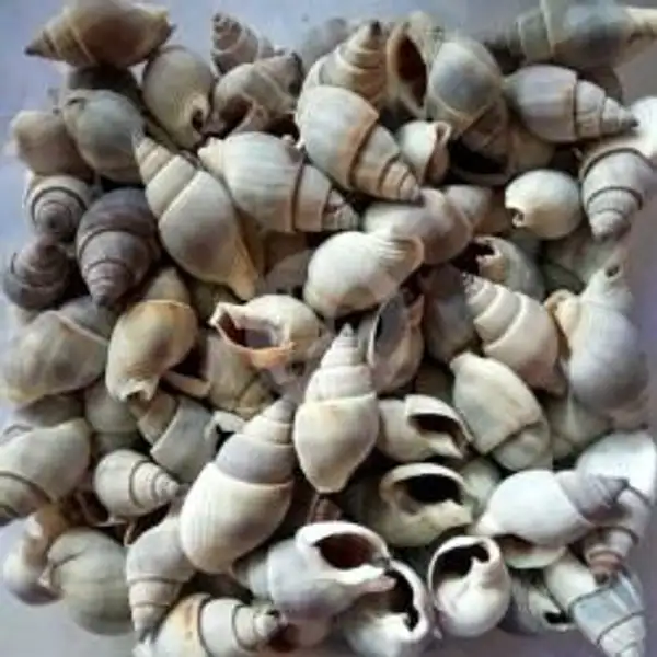 Tutut Sumpil Pedas Porsi Jumbo | Seafood Kiloan Mang Mamat, Banten Lama Kebaharan