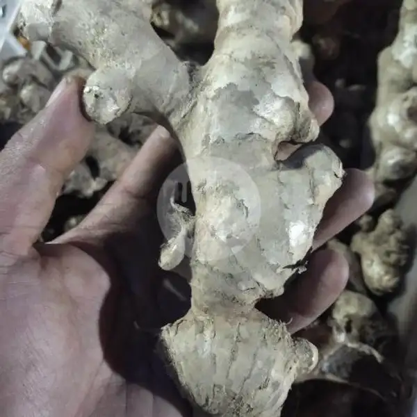 Jahe Gajah | Sahil Fruit, Pasar Tradisional Blimbing