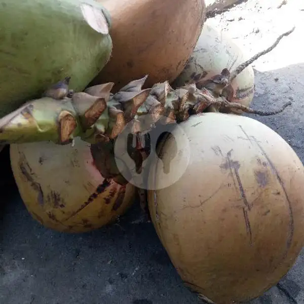 Kelapa Ijo Jumbo /kelapa Ijo Ukuran Besar | Sinar Jaya Berkah
