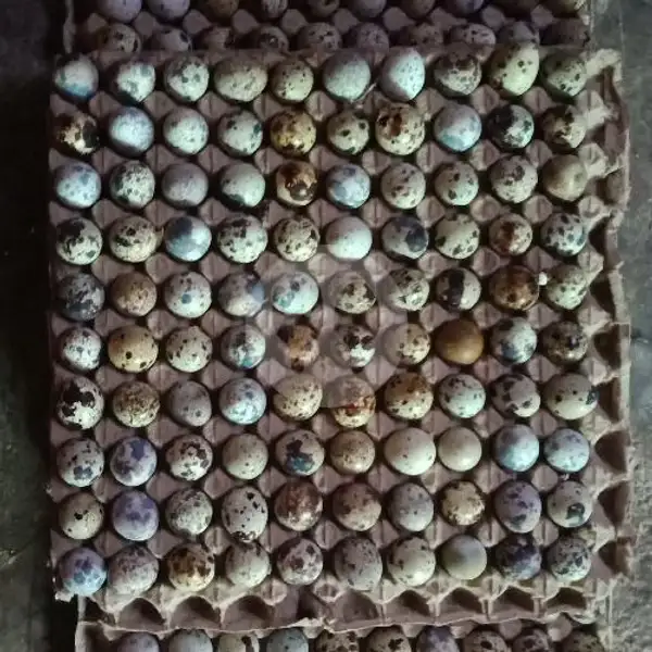 Telur Puyuh Lokal Ambil 5 Papan 175000 | Telur Puyuh, Kampung Tengah