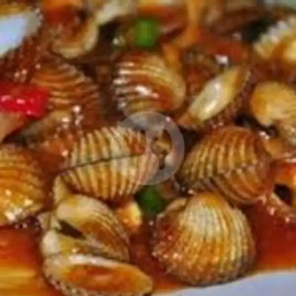 Kerang Dara Saos Padang | Seafood 68, Medan Satria