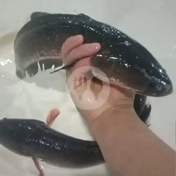 Ikan Gabus Segar 1 Kg | Klik Sayur