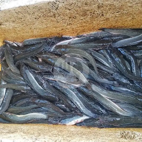 Ikan Lele Segar | Degan Ijo Surabaya Sisik Boyo