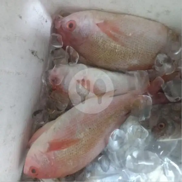 Ikan Kakap Merah Bakar + Nasi Uduk | Pas Mantap 2, Cabang Penuin
