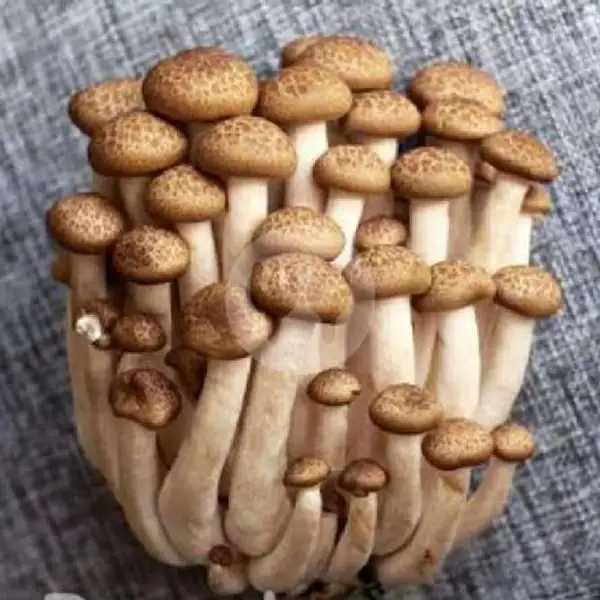 Truffle Mushroom | Koun Mentai